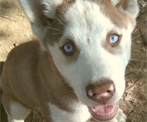 Siberian Husky Puppy for sale in OWENSBORO, KY, USA