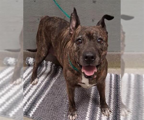 Medium Photo #1 Mutt Puppy For Sale in Las Vegas, NV, USA