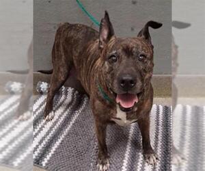 Mutt Dogs for adoption in Las Vegas, NV, USA