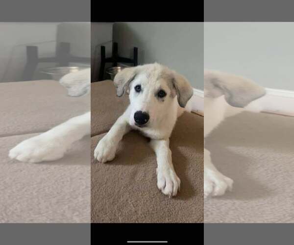 Medium Photo #1 Great Pyrenees-Unknown Mix Puppy For Sale in pomfret, CT, USA