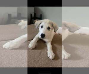 Great Pyrenees-Unknown Mix Dogs for adoption in pomfret, CT, USA