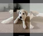 Small Great Pyrenees Mix