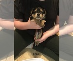 Puppy Enzo Shorkie Shorkie Tzu