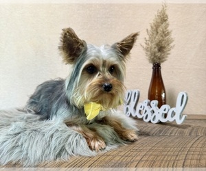 Yorkshire Terrier Puppy for sale in NAPPANEE, IN, USA