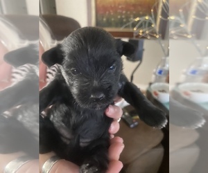 YorkiePoo Puppy for sale in SAN ANTONIO, TX, USA