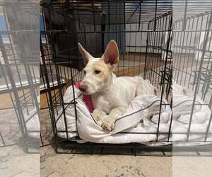 Mutt Dogs for adoption in pomfret, CT, USA