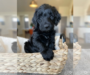 Labradoodle Puppy for sale in TAHOKA, TX, USA