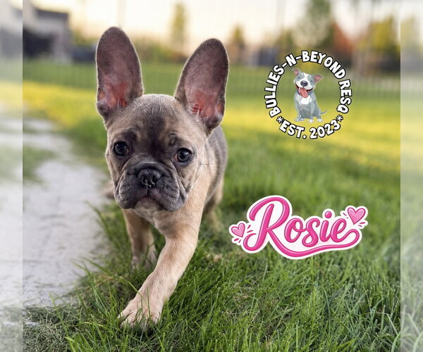 Medium Photo #1 French Bulldog Puppy For Sale in Omaha, NE, USA