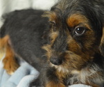 Small Photo #3 Poogle Puppy For Sale in PATERSON, NJ, USA