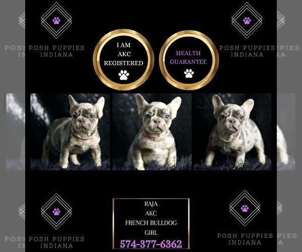 Medium Photo #7 French Bulldog Puppy For Sale in WARSAW, IN, USA