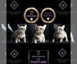 Small Photo #7 French Bulldog Puppy For Sale in WARSAW, IN, USA
