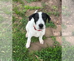 Small Great Pyrenees Mix