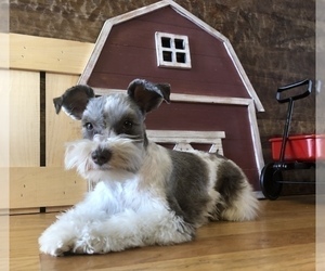 Mother of the Schnauzer (Miniature) puppies born on 08/25/2019