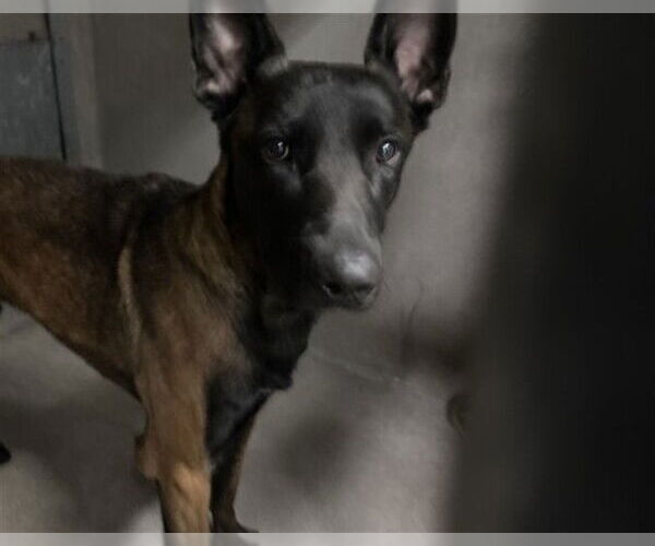 Medium Photo #1 Mutt Puppy For Sale in San Bernardino, CA, USA