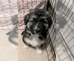 Small German Shepherd Dog-Great Pyrenees Mix
