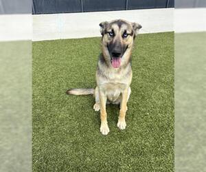 German Shepherd Dog Dogs for adoption in San Martin, CA, USA