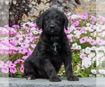 Small Photo #1 Shepadoodle Puppy For Sale in HONEY BROOK, PA, USA