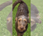Small #1 Miniature Labradoodle