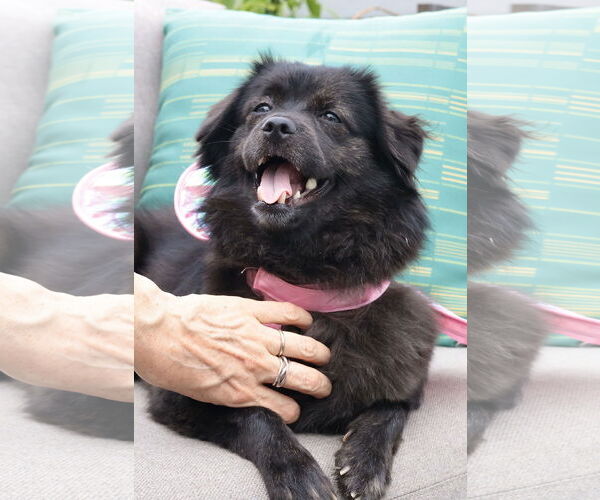 Medium Photo #24 Mutt Puppy For Sale in Philadelphia, PA, USA