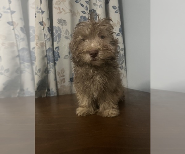 Medium Photo #37 Havanese Puppy For Sale in DURHAM, CT, USA