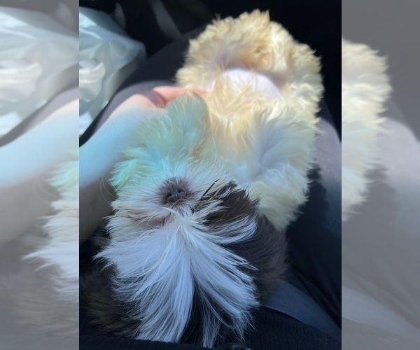 Medium Photo #7 Shih Tzu Puppy For Sale in HAYWARD, CA, USA