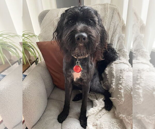 Medium Photo #2 Cock-A-Poo-Unknown Mix Puppy For Sale in Bellingham, WA, USA