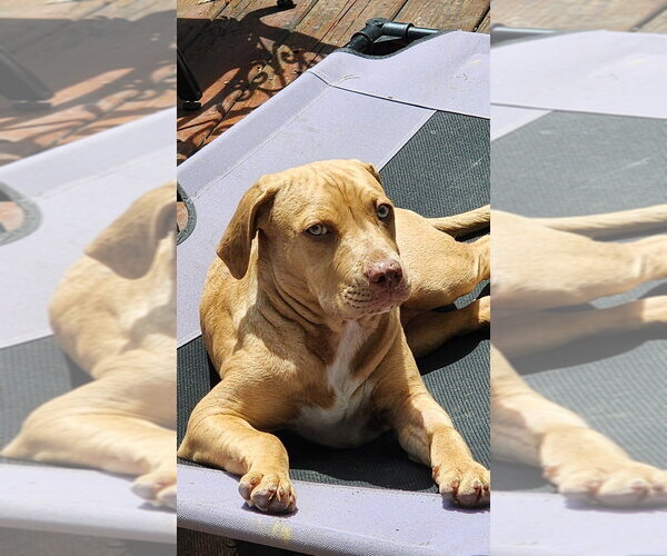 Medium Photo #1 American Foxhound-Bulldog Mix Puppy For Sale in Raleigh, NC, USA