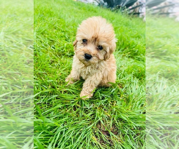 Medium Photo #2 Maltipoo (Miniature) Puppy For Sale in RIVERSIDE, CA, USA