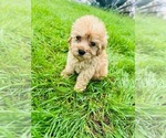 Small #1 Maltipoo (Miniature)