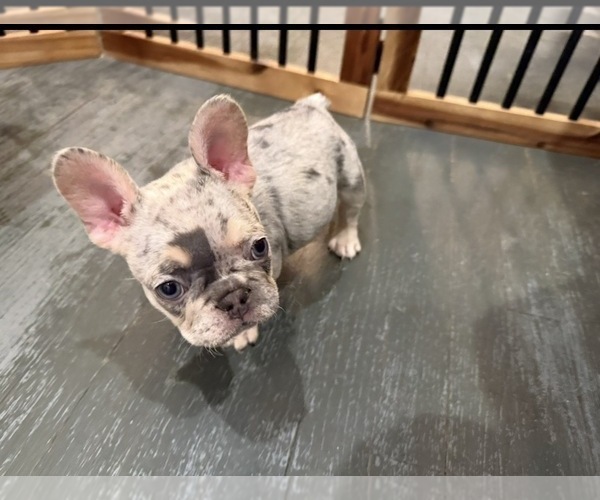 Medium Photo #5 French Bulldog Puppy For Sale in MONTEREY PARK, CA, USA
