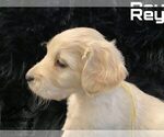 Small Photo #38 Goldendoodle Puppy For Sale in COLONIAL HEIGHTS, TN, USA