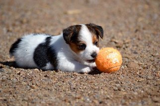 Jack Russell Terrier Puppy for sale in LELIA LAKE, TX, USA
