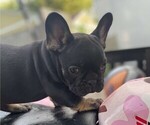 Small Photo #5 French Bulldog Puppy For Sale in TOPEKA, KS, USA