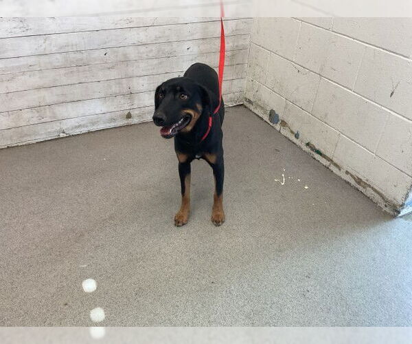 Medium Photo #1 Rottweiler Puppy For Sale in San Bernardino, CA, USA