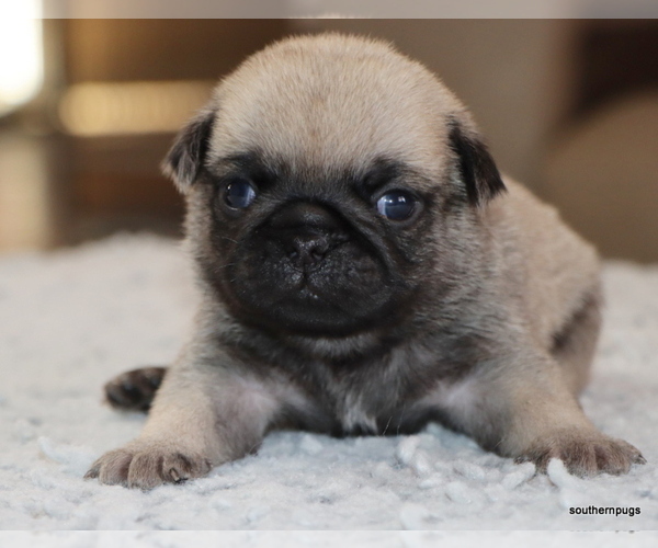 Medium Photo #19 Pug Puppy For Sale in WINNSBORO, TX, USA