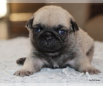 Small #18 Pug