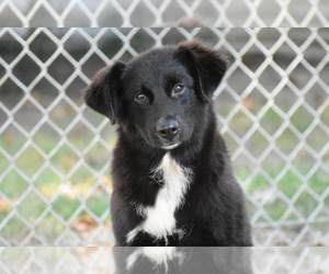 Australian Shepherd Puppy for sale in EASTON, MO, USA