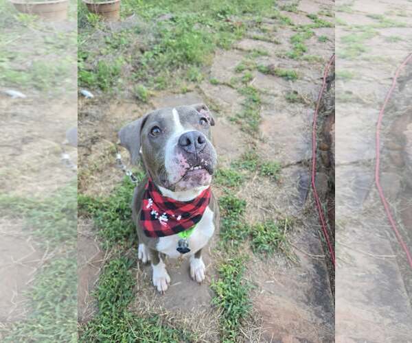 Medium Photo #2 Mutt Puppy For Sale in Shelburne, VT, USA