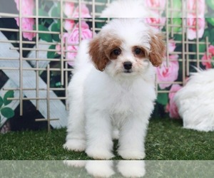 Cavapoo Puppy for sale in MARIETTA, GA, USA