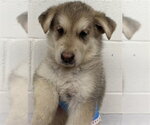 Small German Shepherd Dog Mix
