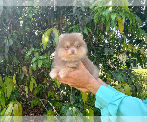 Medium Photo #7 Pomeranian Puppy For Sale in WEST PALM BEACH, FL, USA