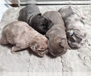 French Bulldog Litter for sale in WESTMINSTER, CO, USA