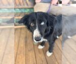 Small #2 Border Collie Mix
