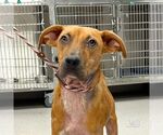 Small #2 Black Mouth Cur Mix