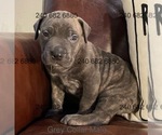 Puppy Gray Collar M Cane Corso