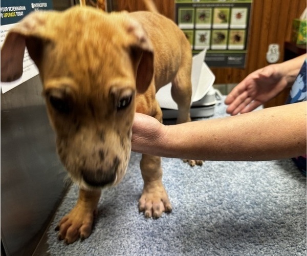 Medium Photo #51 Great Dane Puppy For Sale in ALIQUIPPA, PA, USA