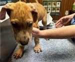 Small Photo #51 Great Dane Puppy For Sale in ALIQUIPPA, PA, USA