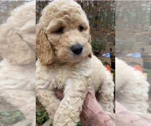 Double Doodle Puppy for sale in MAGNOLIA, TX, USA