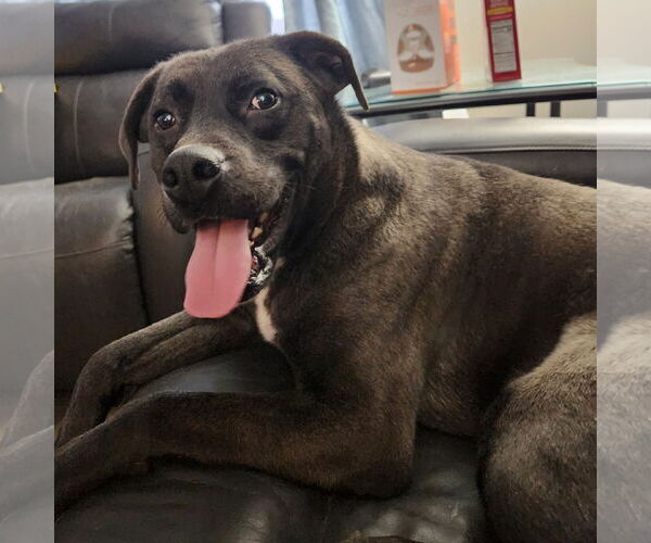 Medium Photo #14 Labrador Retriever-Unknown Mix Puppy For Sale in Farmington, MN, USA