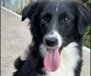 Mother of the Miniature Australian Shepherd puppies born on 11/11/2025